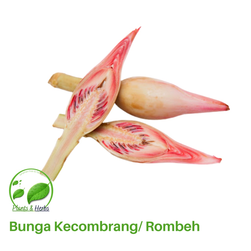 

Bunga Kecombrtang Segar Pilihan - Rombeh - 250 Gram