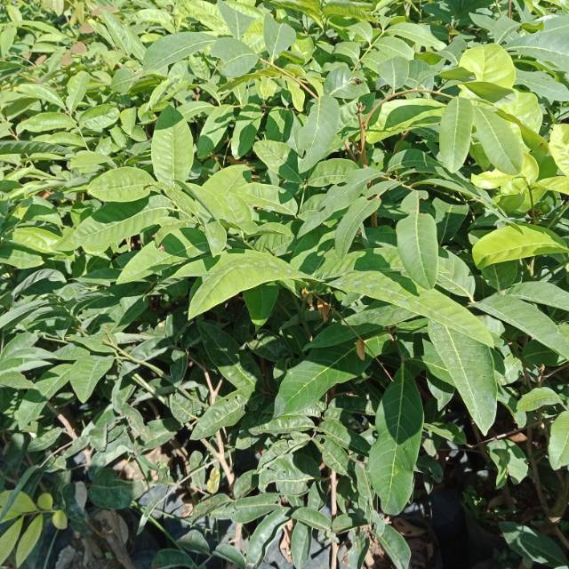 

Lengkeng matalada super