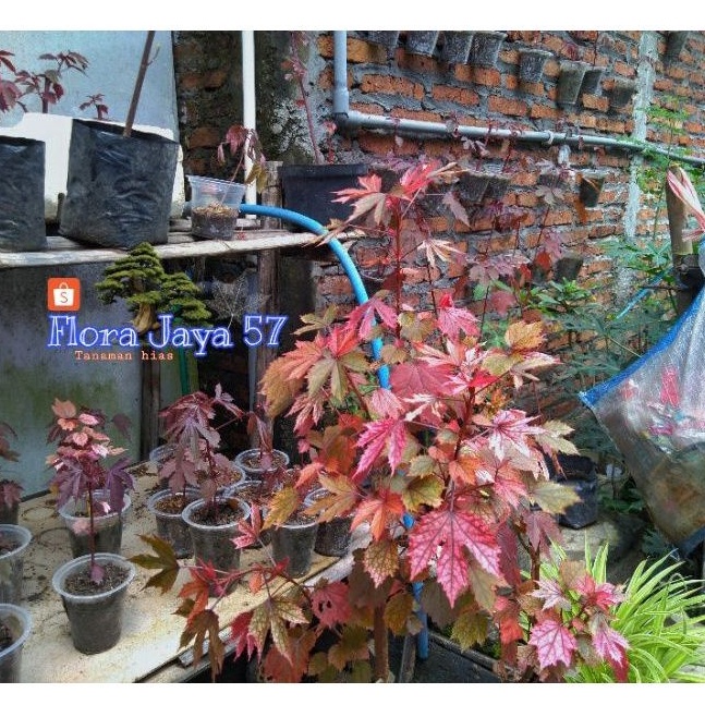 RED MAPLE/RED PANAMA BAHAN BONSAI