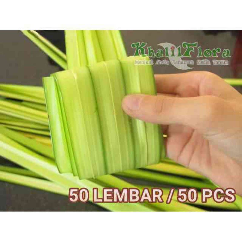 Daun Kelapa // Daun Kelapa Muda // Daun Kelapa Ketupat