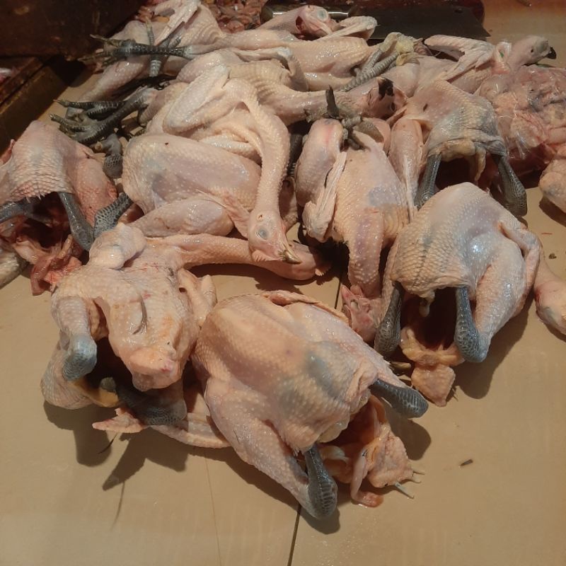 

Ayam Kampung Murah Besar Fresh 1 kg (hidup)