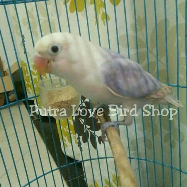 Love Bird Pasvio Sable balibu (Paud)