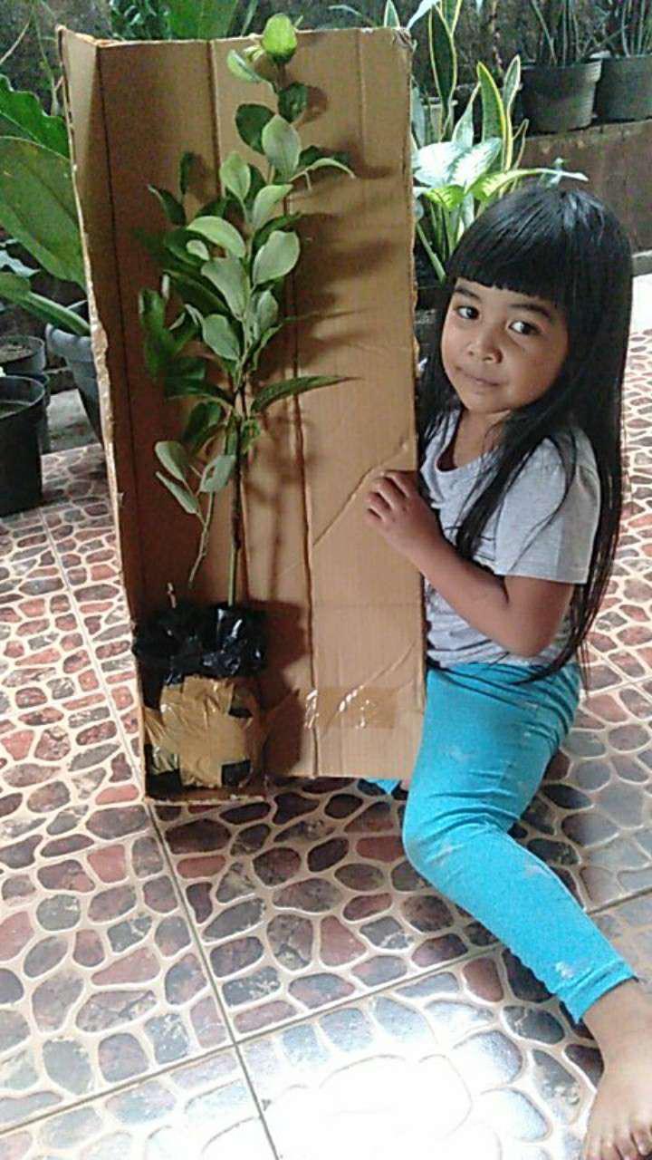 Bibit Bibit Apel Anna (cod)