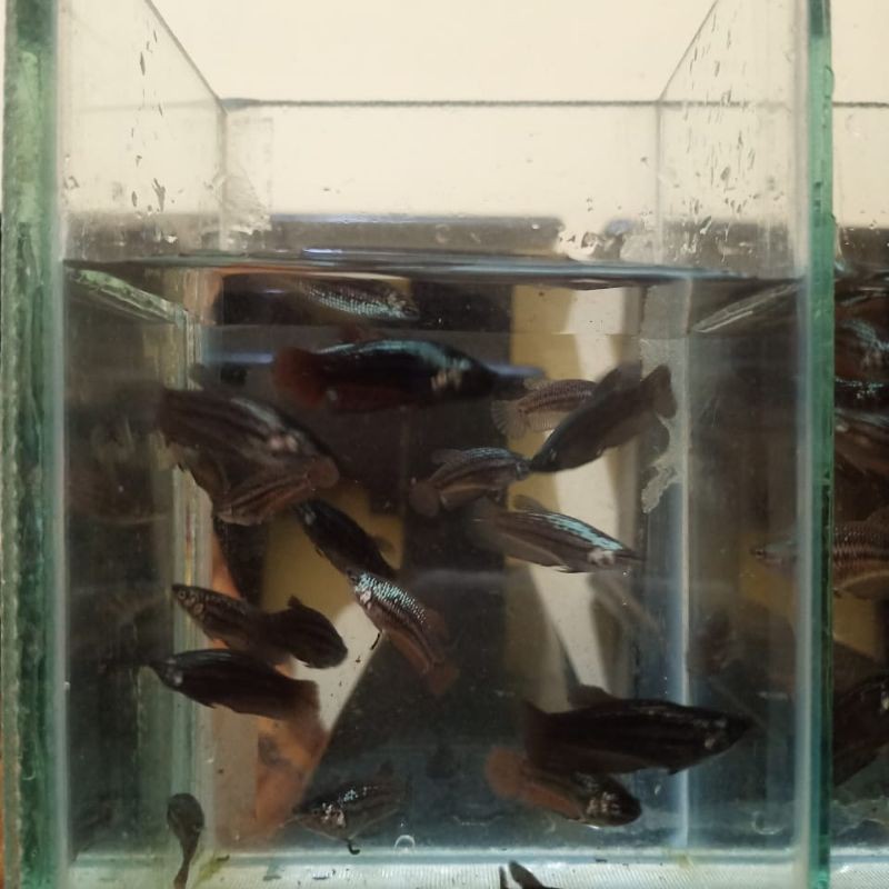 Ikan Cupang Hias Black Samurai