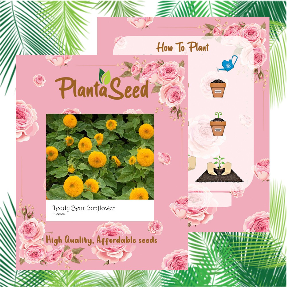 PlantaSeed - 10 Seeds - Teddy Bear Sunflower Biji Bunga - PAS0237