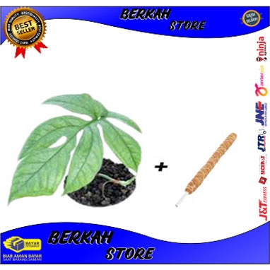 AMYDRIUM+bonus turus sabut kelapa