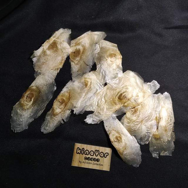 BIJI POHON LANANG/TANAMAN ECOPRINT