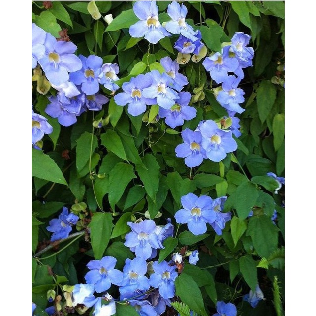 Bibit tanaman bunga Bengal clockvine/skyflower (Thunbergia grandiflora) biru muda