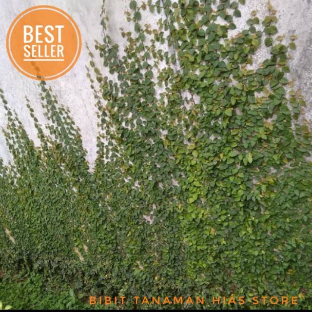Tanaman Rambat Dollar / Tanaman Hias Rambat  / Tanaman Hias Rambat Kecil