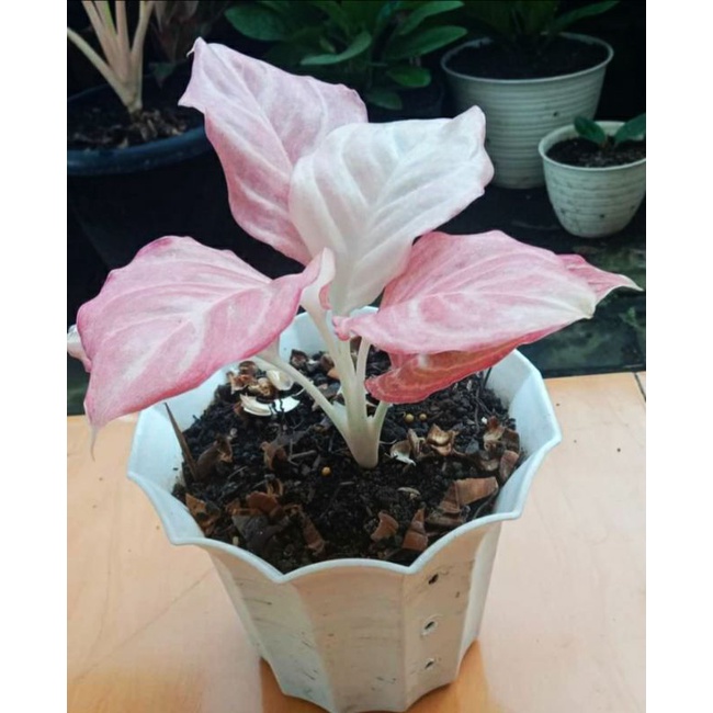 aglonema bidadari full mutasi pink