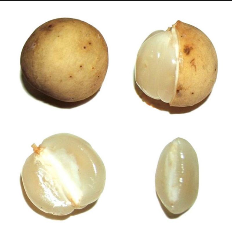 bibit buah duku palembang