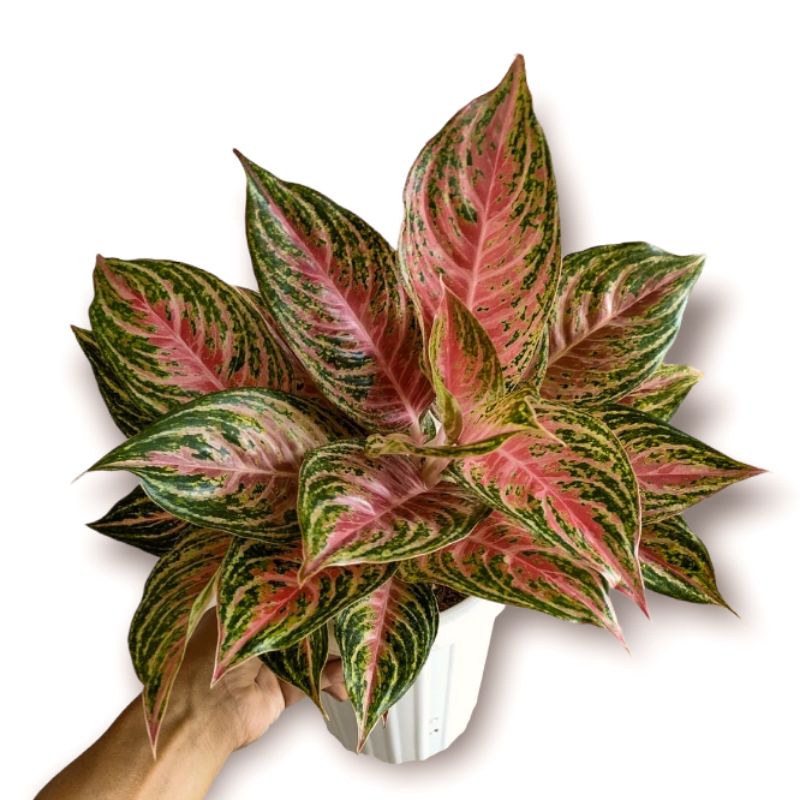 Aglonema Pink Beauty Tanaman Hias Aglonema Pink Beauty Aglaonema Pink Beauty Tanaman Hias Aglonema t