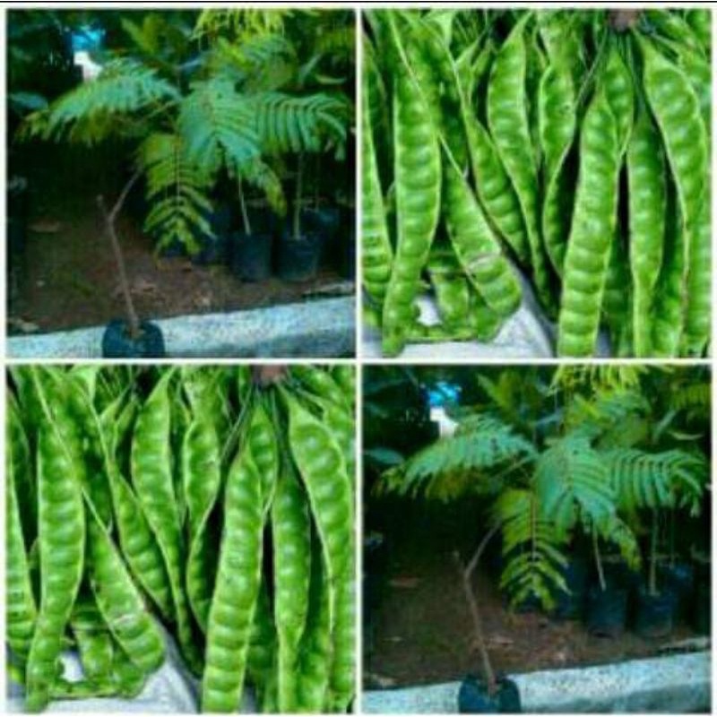 bibit petai super jumbo