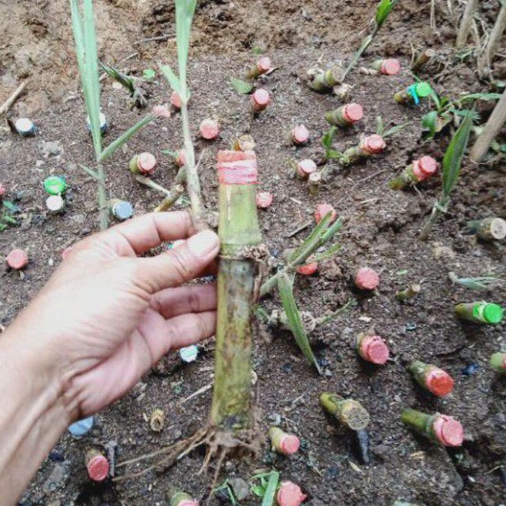 Benih tebu sayur tebu telor( terubus) dua batang