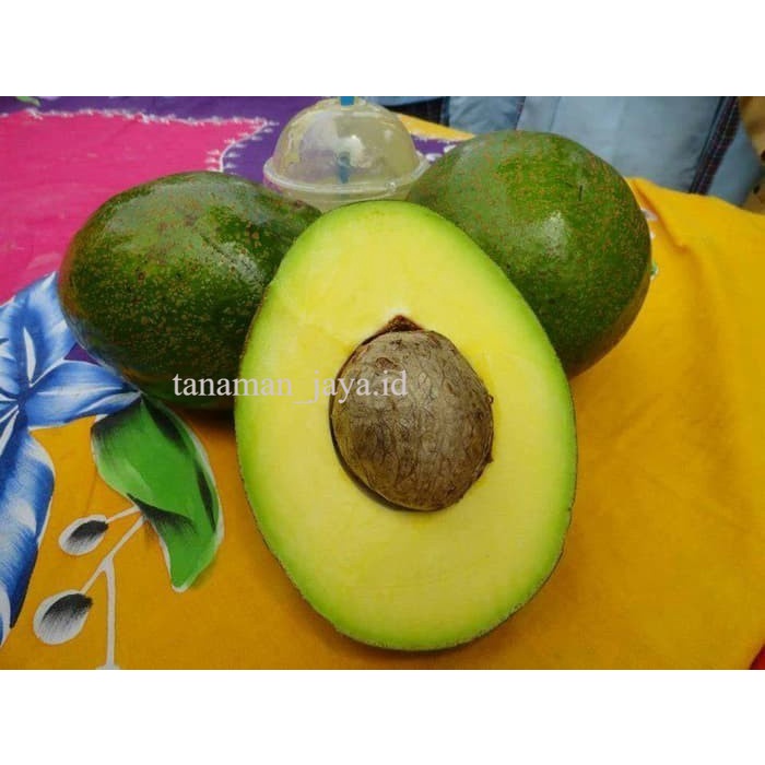 Bibit Tanaman Buah Alpukat BERBUNGA
