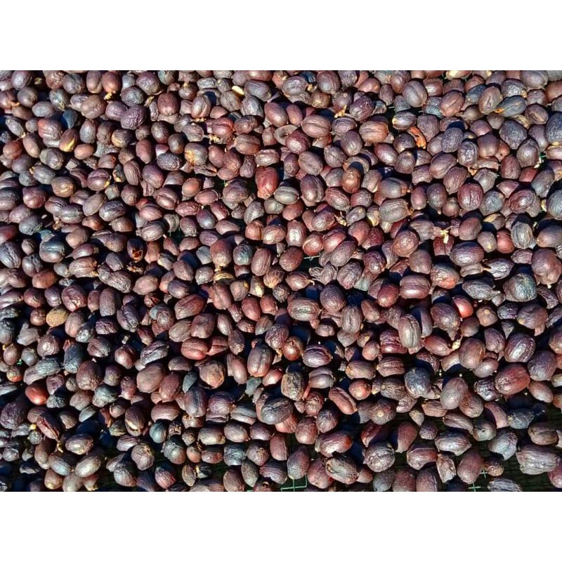 

bubuk kopi Gayo robusta berat (1kg) asli Gayo Takengon