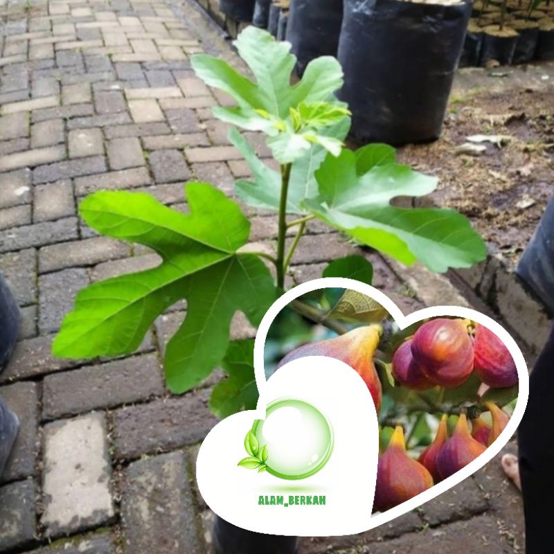 bibit pohon buah tin/tanama buah tin