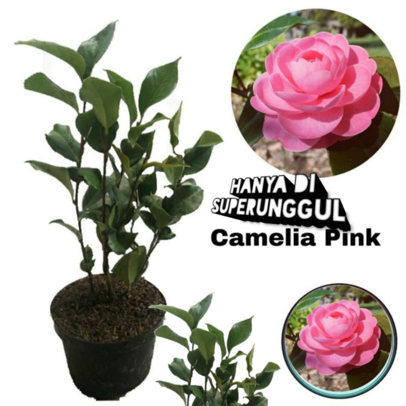 bibit bunga camelia warna ping murah banget