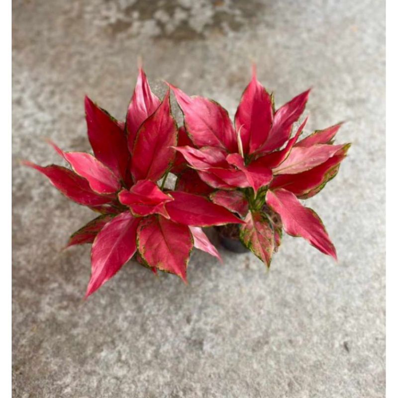 Aglonema Ruby Garuda Rumpun (Daun Rimbun)