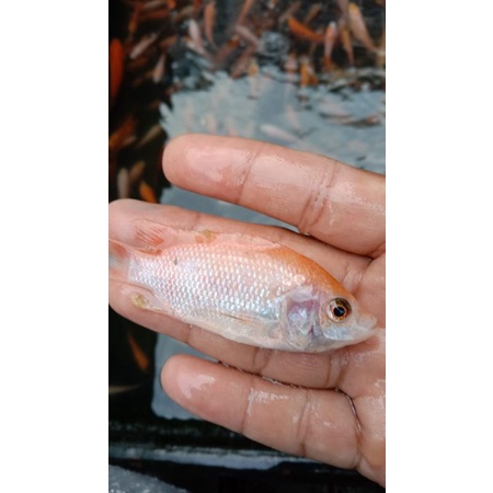 paket bibit ikan nila gesit warna isi 50 ekor ukuran 1-2 jari