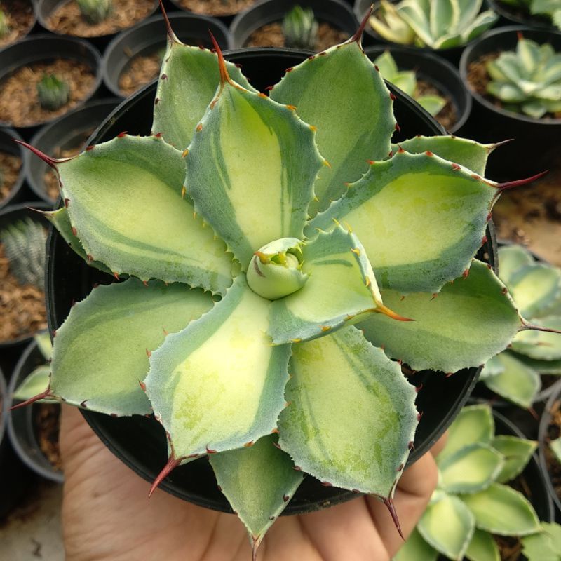 Agave Variegata Tengah D 10cm