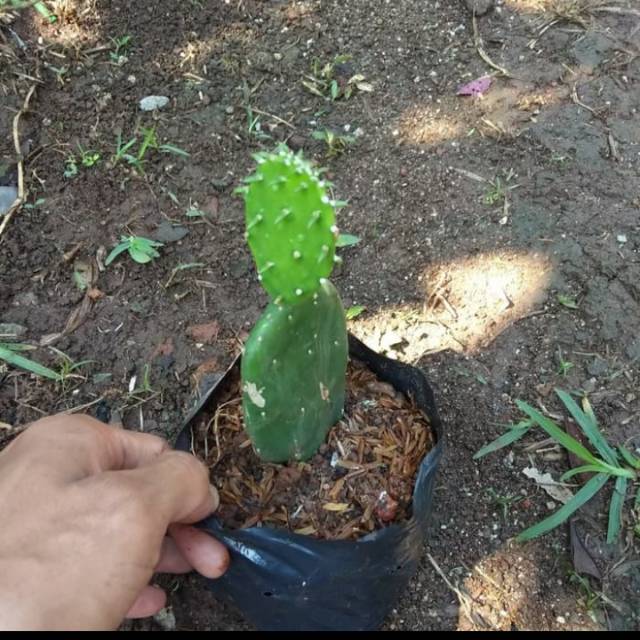 Tanaman hias kaktus centong/ pohon kaktus hias centong