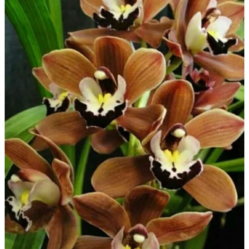 Anggrek Cymbidium ensifolium