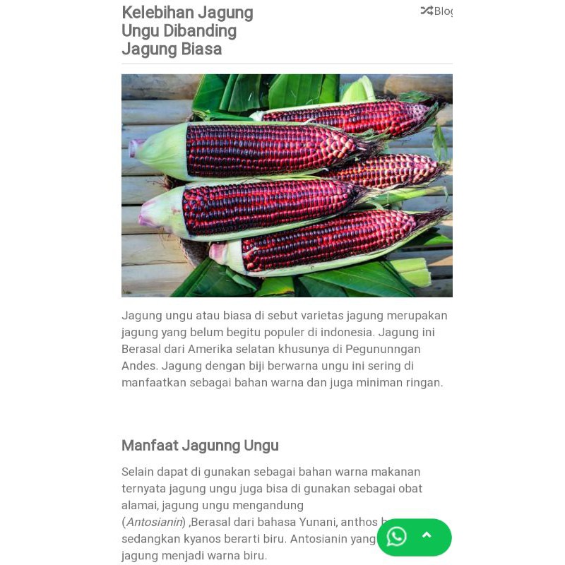 

jagung ketan merah