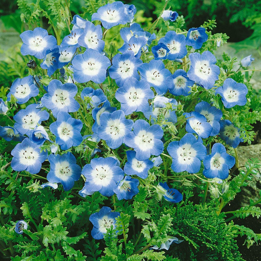 Benih Bibit Biji - Bunga Nemophila Baby Blue Eyes Flower Seeds - IMPORT