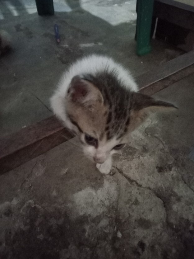 Size M L Xl Xxl Bswart Batik Hrb026 Kenongo Hem Pendek Padi Pekalongan M L Xl Batik Pria Murah