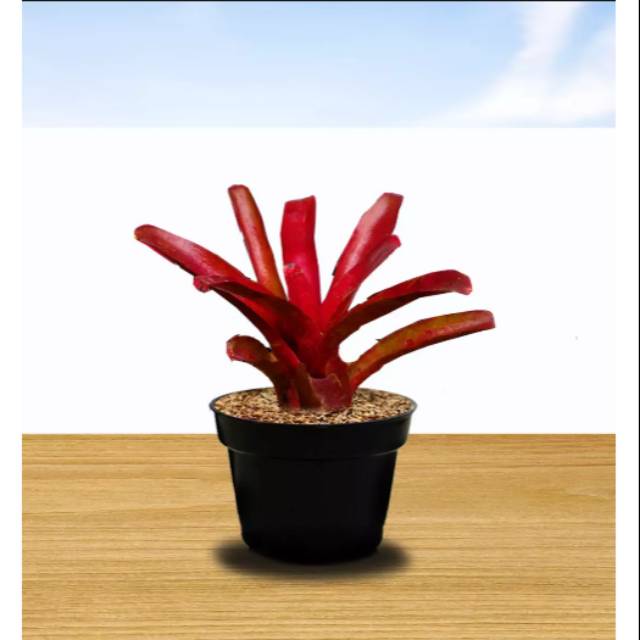 Tanaman hias bromelia merah mini / tanaman hias bromelia / tanaman bromelia