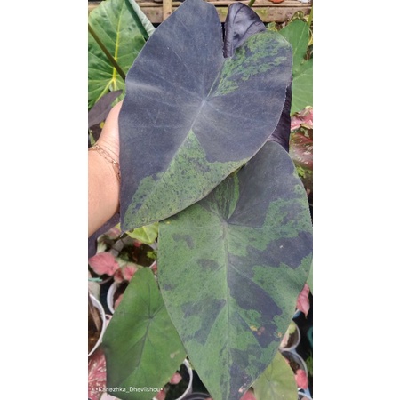 Colocasia Black Marble/ Keladi Colocasia Blue Hawai /Tanaman hias Colocasia esculenta Black marble