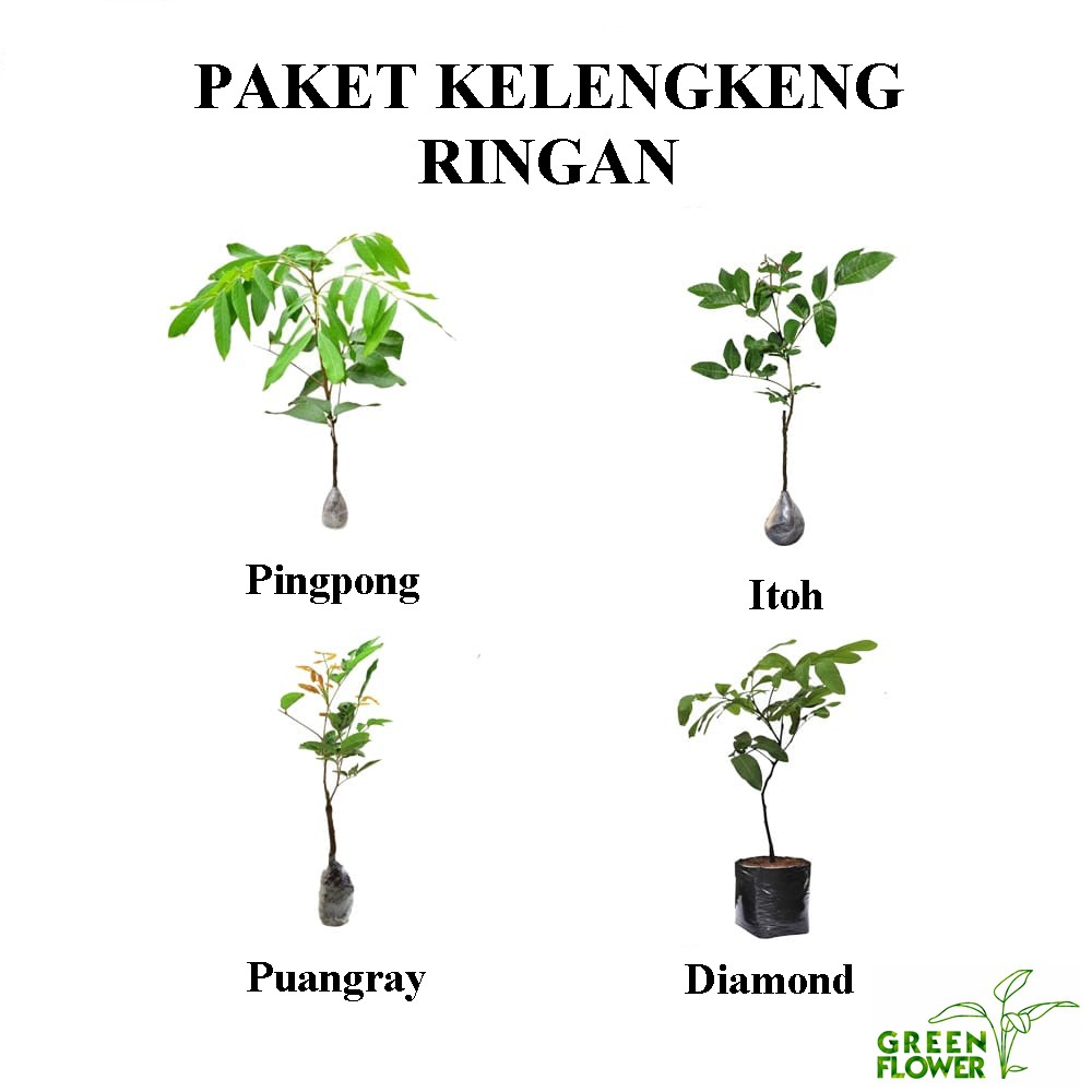 paket bibit kelengkeng isi 4 jenis