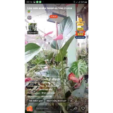 tanaman hias anthorium ladyjane paket