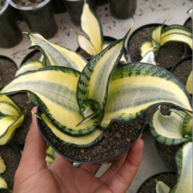 Sansevieria Golden Wendys
