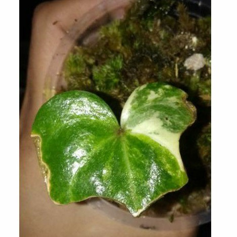 Daun Pancing Anthurium Clarinervium Variegata Kuping Gajah Tarantula Varigata