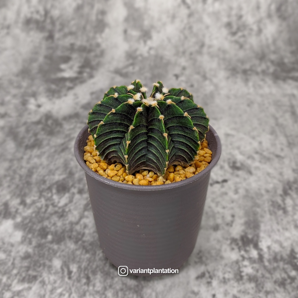 tanaman kaktus gymnocalycium lb2178 x vos 014a seedling dari biji di pot 6,5cm
