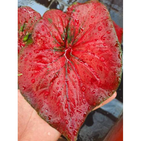 Bunga Tanaman Caladium Red Stardust Caladium Srirejeki Kode V4216 Shopee Indonesia