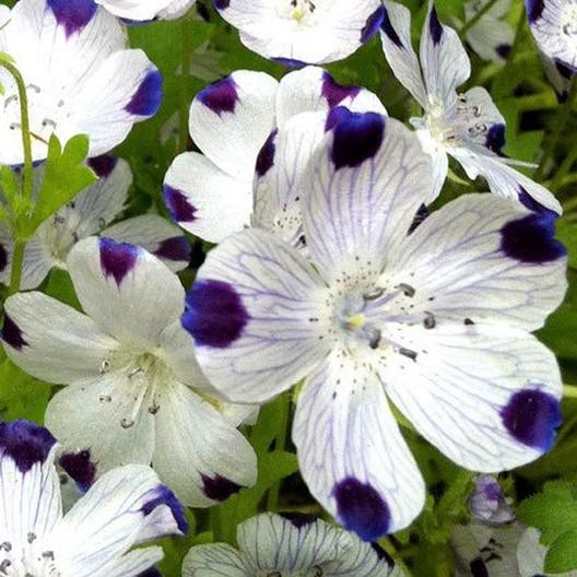 Benih Bibit Biji - Bunga Nemophila Five Spot Flower Seeds - IMPORT