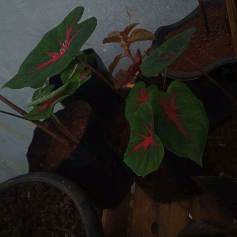 

bunga