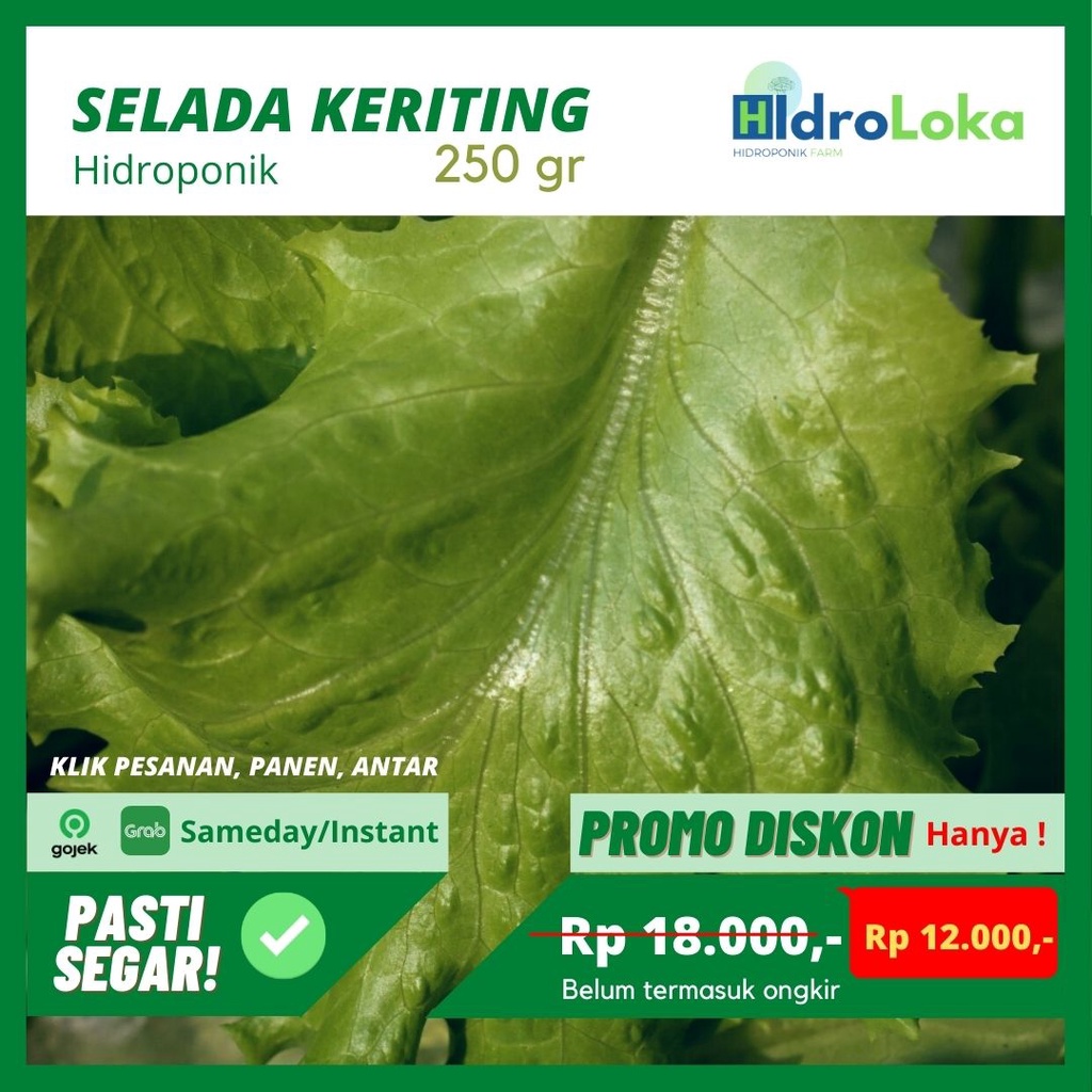 

Selada Keriting Hidroponik 250gr