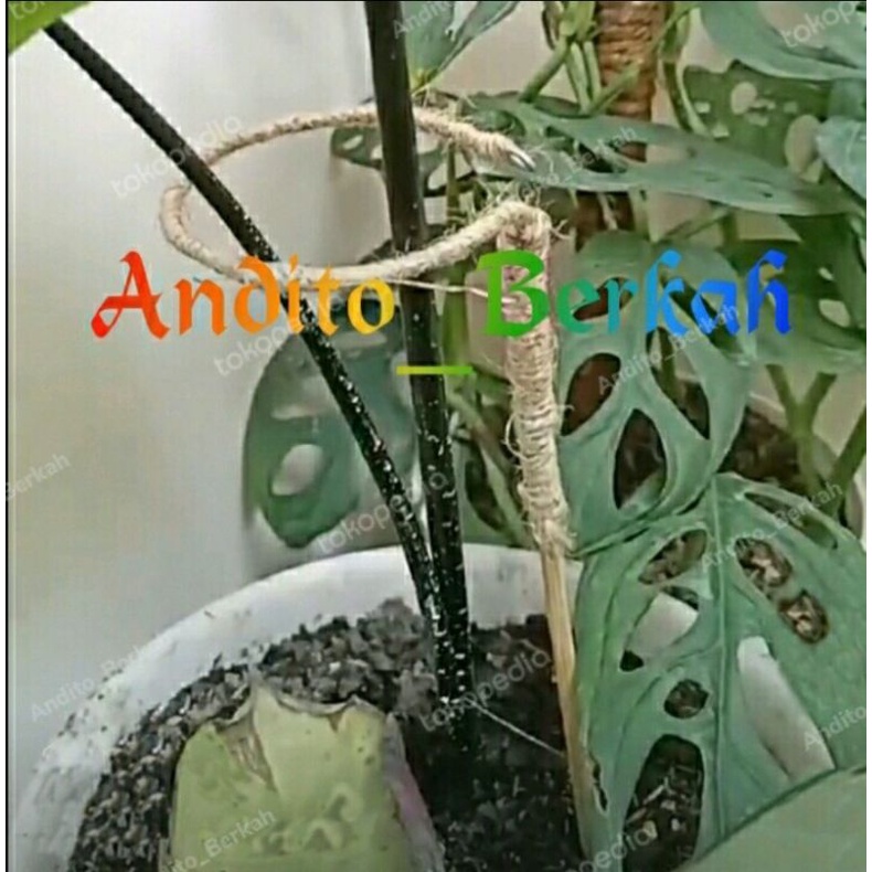 Turus Keladi Penyangga Tanaman