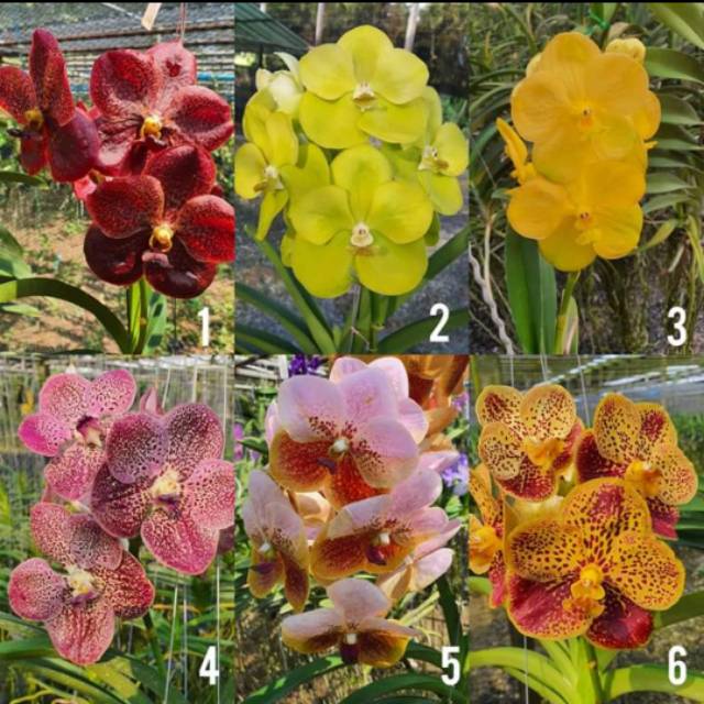 Remaja anggrek Vanda hybrid