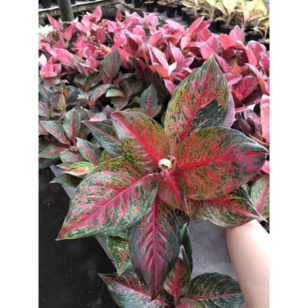 Aglaonema Red anita jumbo