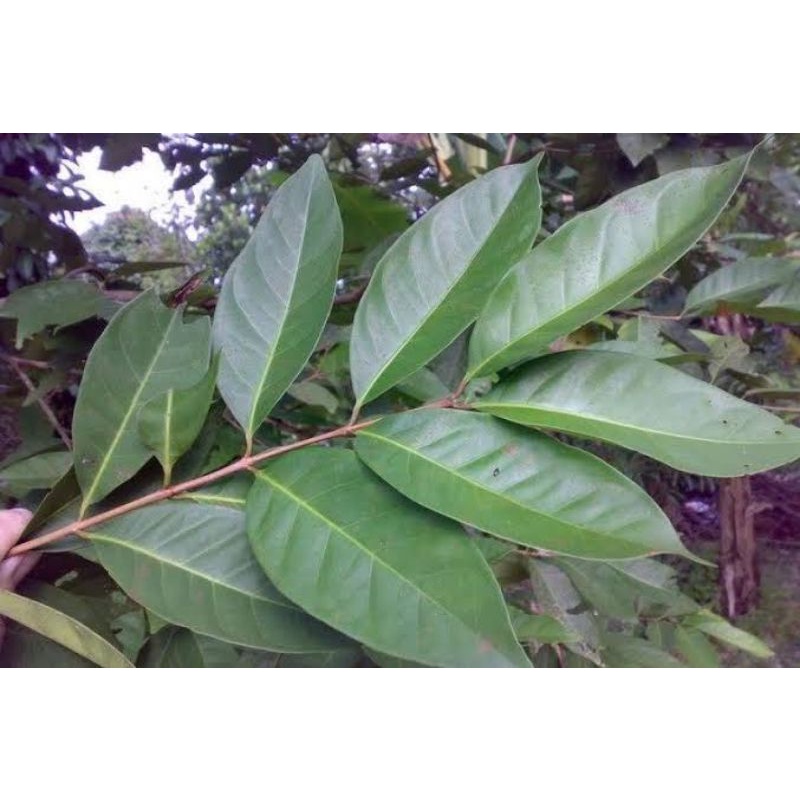 

DAUN SALAM SEGAR DAN KERING HERBAL ALAMI