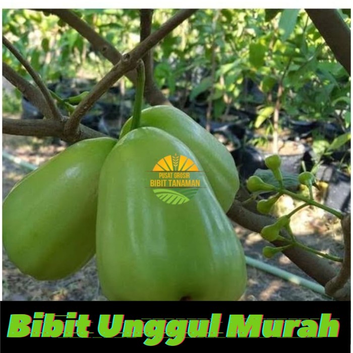 bibit jambu super green