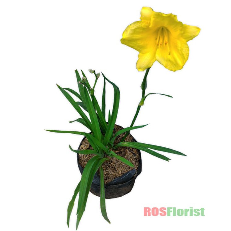 

Tanaman Bunga Daylily Kuning