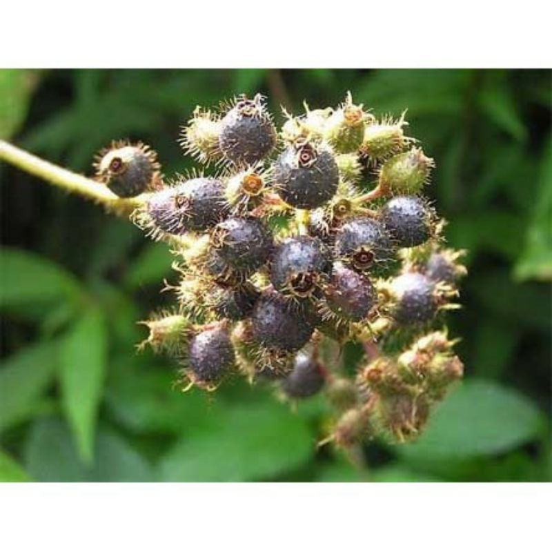 

BUAH HARENDONG BULU CIDEMIA HIRTA ATAU SENGGANI BULU OBAT HERBAL