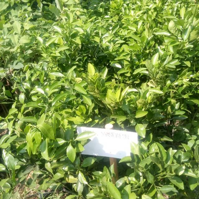 Bibit jeruk mandarin