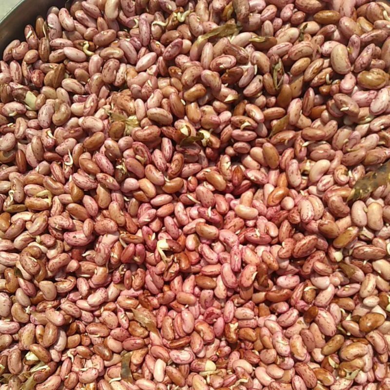 

Kacang Merah